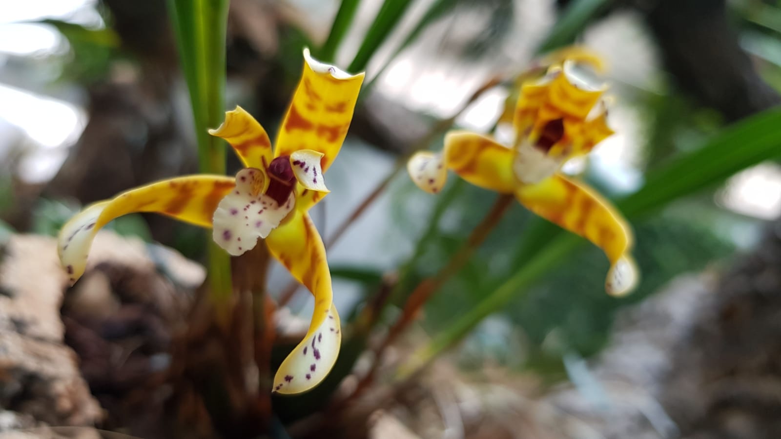 La orquídea de febrero: Maxillaria picta