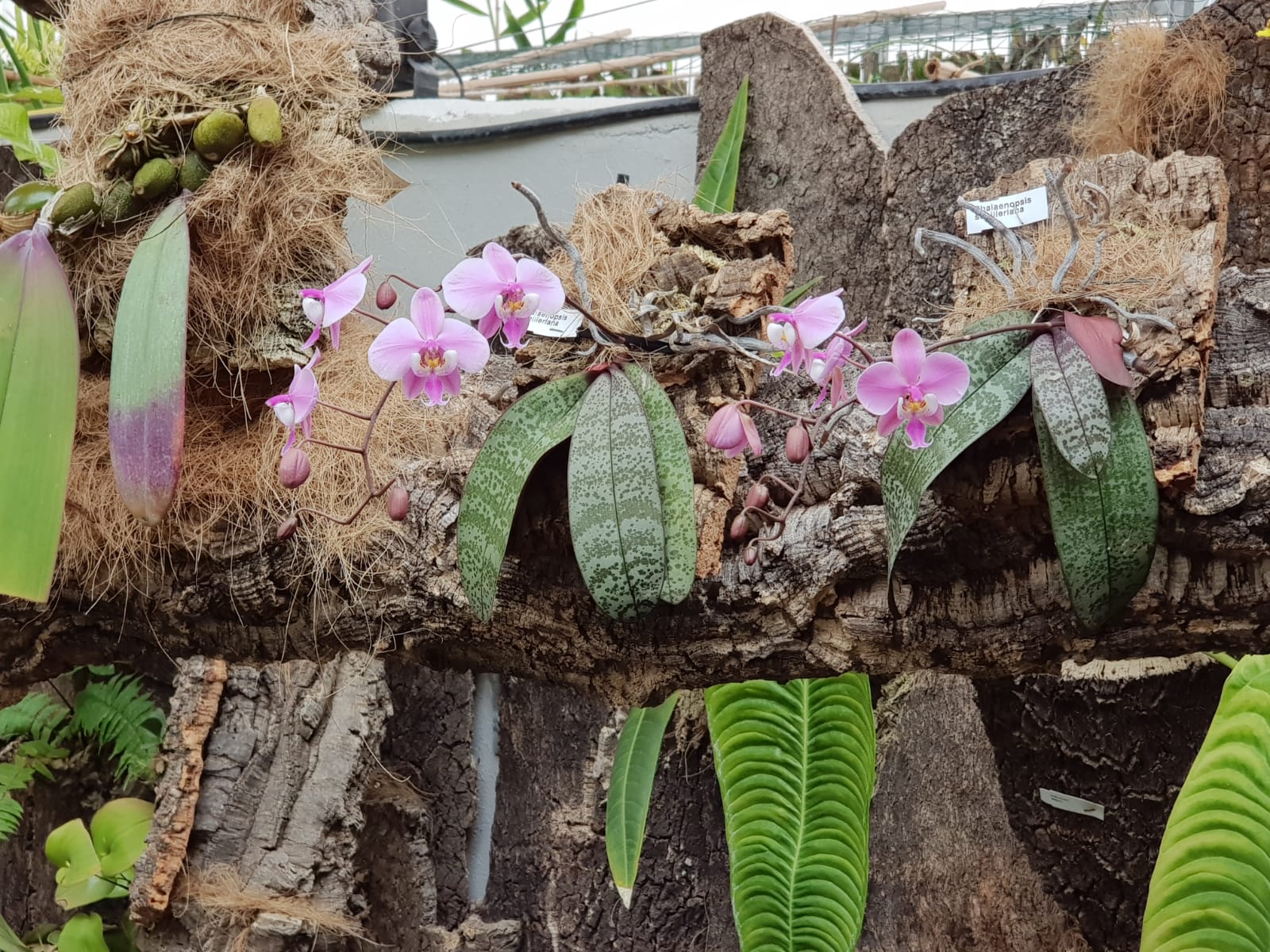 En marzo disfruta de los híbridos de Phalaenopsis