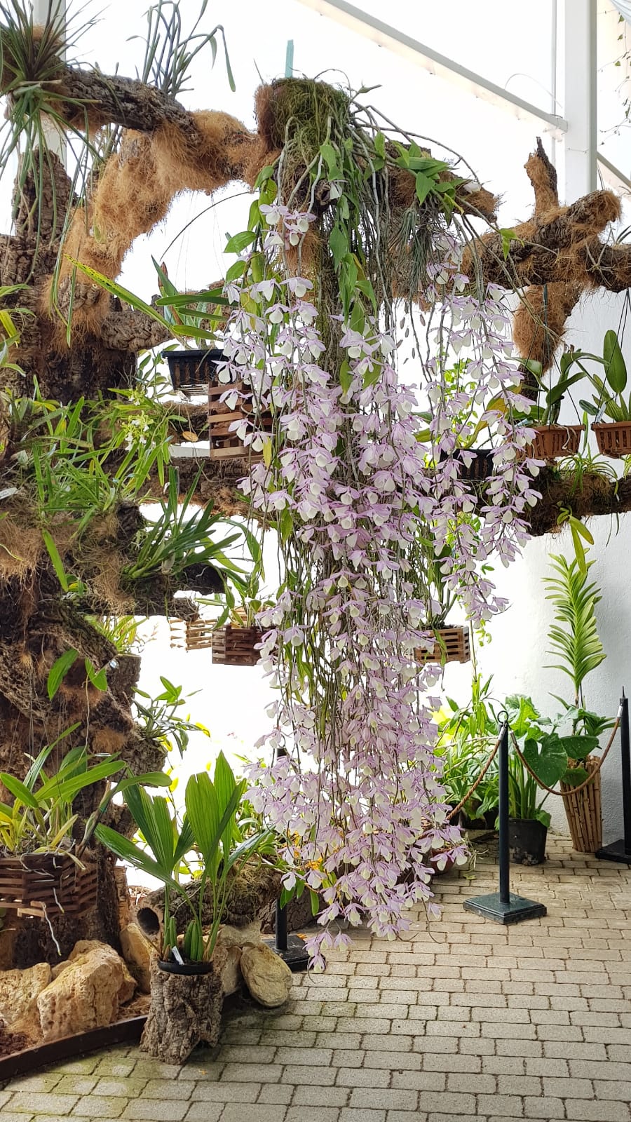 Dendrobium aphyllum, la orquídea de Abril
