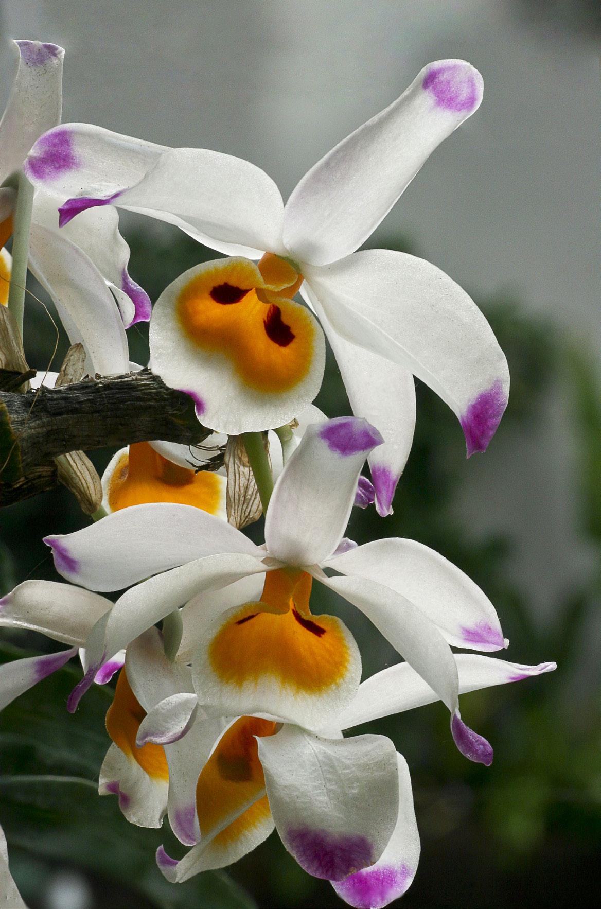 La floración en las orquídeas