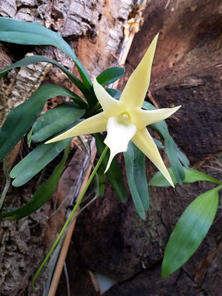 El Parque Botánico-Orquidario de Estepona alberga una especie única por tener el nectario de mayor longitud