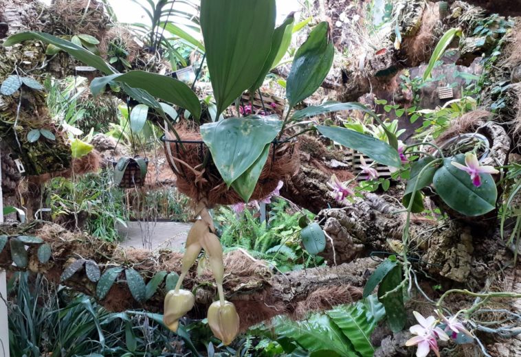 El Parque Botánico Orquidario acoge, por primera vez, la floración de una especie mexicana cuya fragancia es perceptible a varios metros de distancia