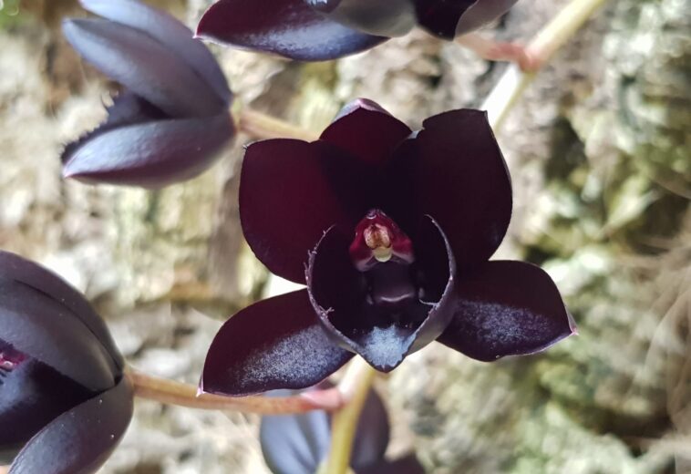 El Orquidario de Estepona consigue llegar a más de 3 millones de visualizaciones en sus redes sociales con un video sobre la denominada ‘orquídea negra’